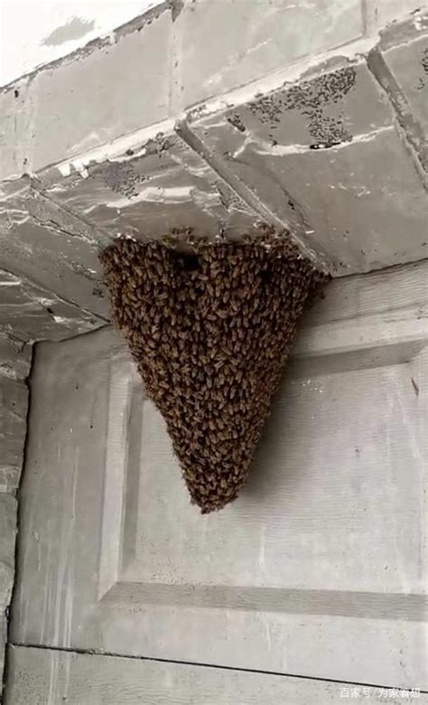 蜜蜂在家里筑巢